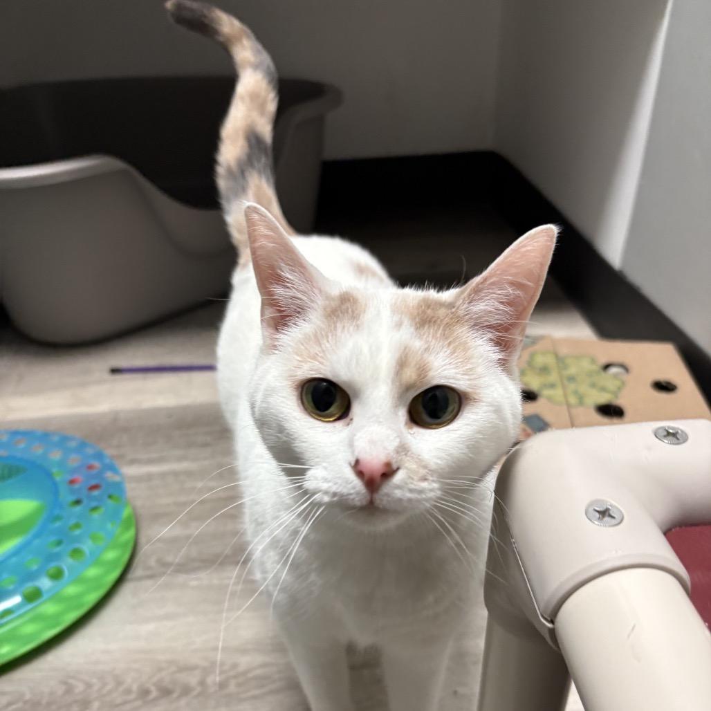Enlarge Snowball, a Adoptable Domestic Short Hair in Greenfield, IN image 1/6