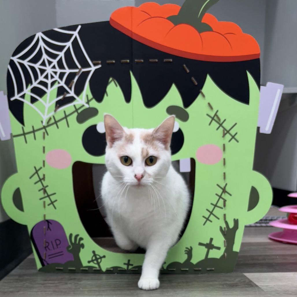 Enlarge Snowball, a Adoptable Domestic Short Hair in Greenfield, IN image 2/6