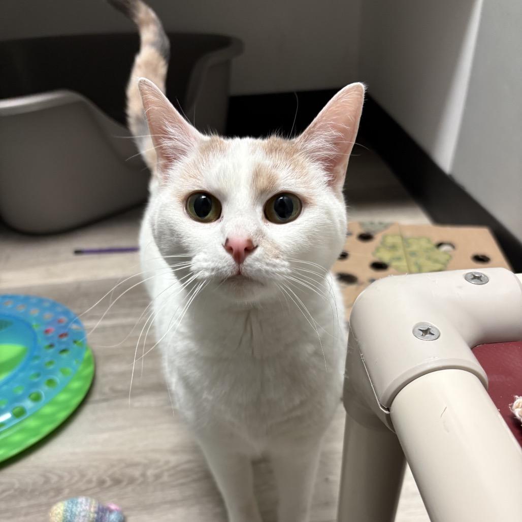 Enlarge Snowball, a Adoptable Domestic Short Hair in Greenfield, IN image 3/6