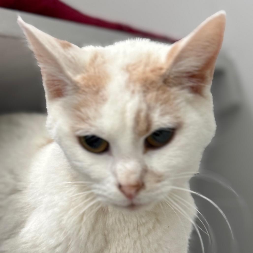 Enlarge Snowball, a Adoptable Domestic Short Hair in Greenfield, IN image 4/6