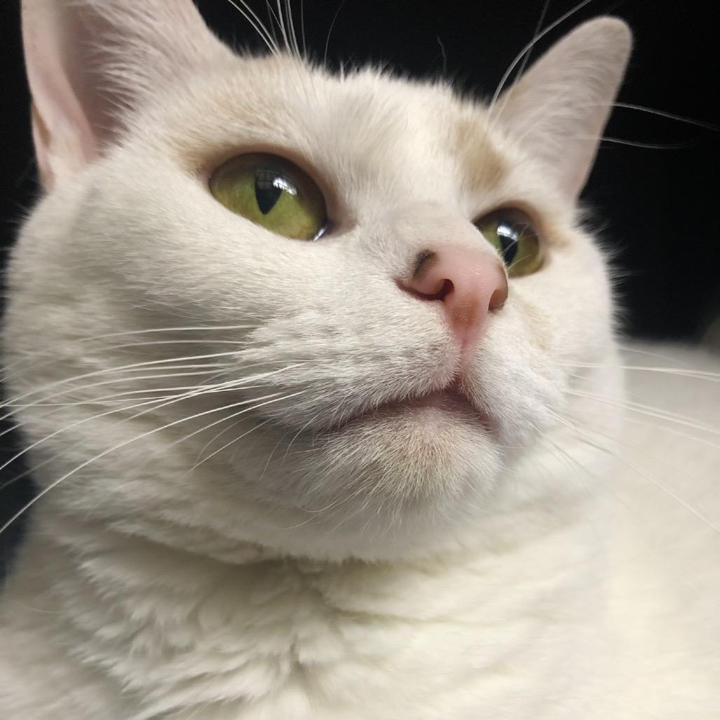 Enlarge Snowball, a Adoptable Domestic Short Hair in Greenfield, IN image 5/6