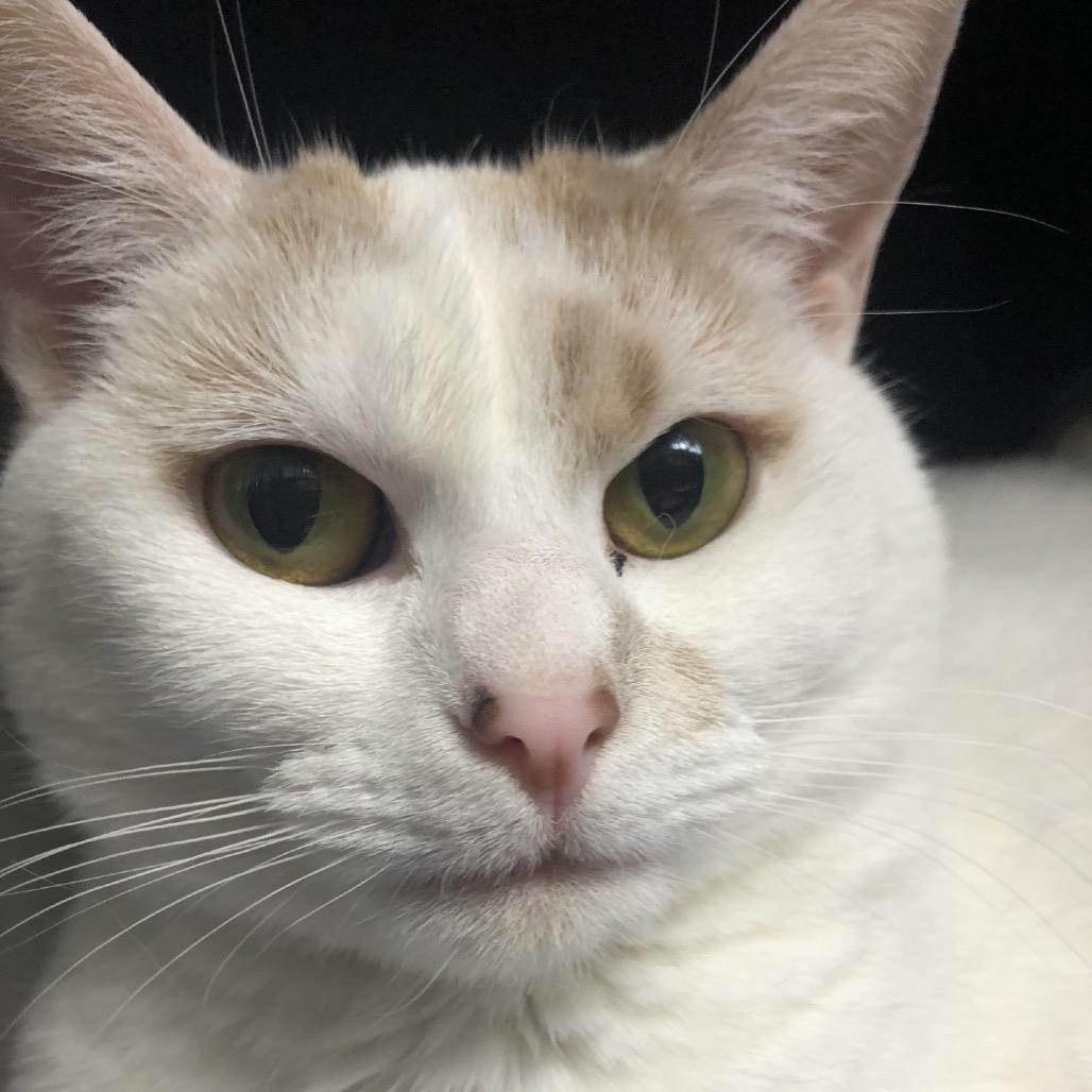 Enlarge Snowball, a Adoptable Domestic Short Hair in Greenfield, IN image 6/6
