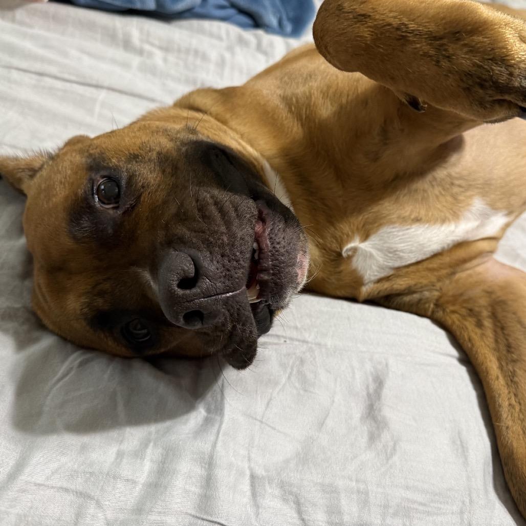 Benny, Adoptable, Adult Male Boxer & Pit Bull Terrier.