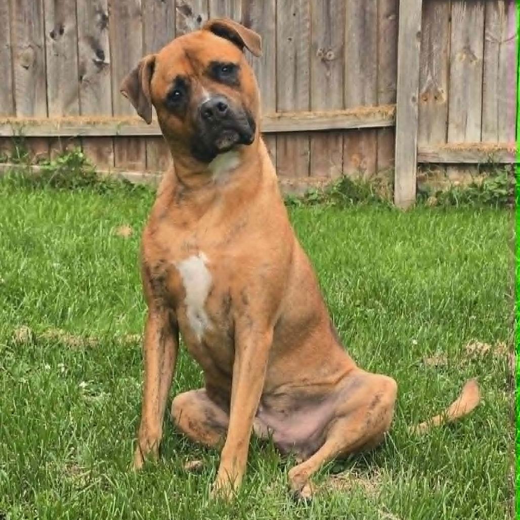 Benny, a Adoptable mixed breed in Alma, WI image 2/6