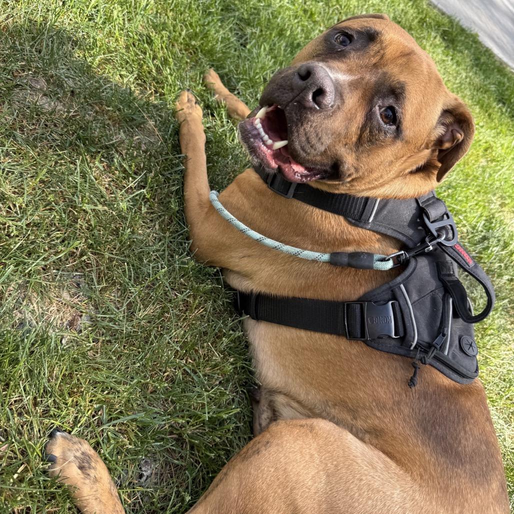 Enlarge Benny, a Adoptable mixed breed in Alma, WI image 2/6