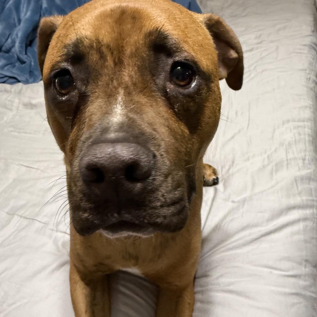 Enlarge Benny, a Adoptable mixed breed in Alma, WI image 3/6