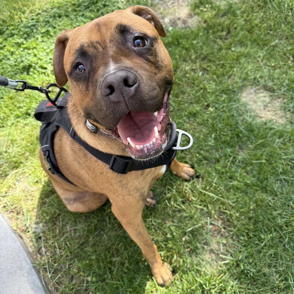 Enlarge Benny, a Adoptable mixed breed in Alma, WI image 4/6