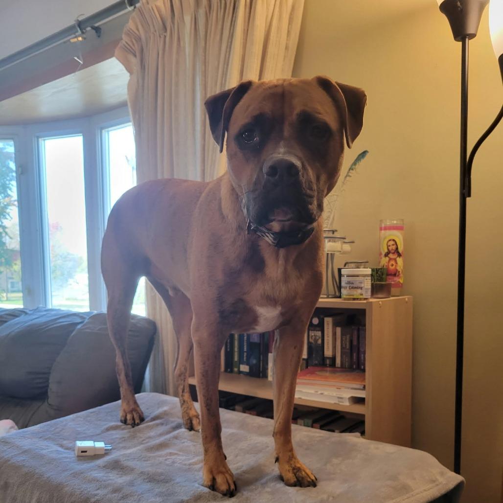 Enlarge Benny, a Adoptable mixed breed in Alma, WI image 5/6