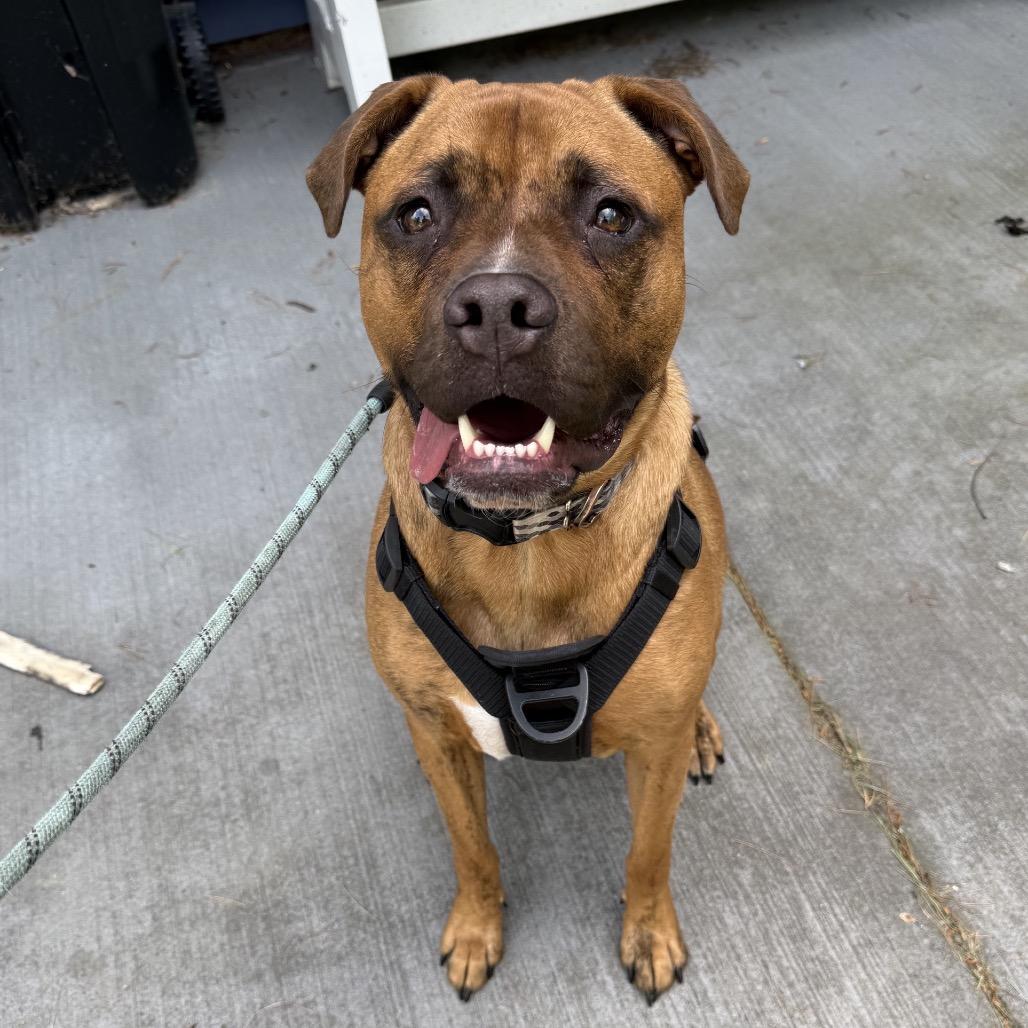 Enlarge Benny, a Adoptable mixed breed in Alma, WI image 6/6