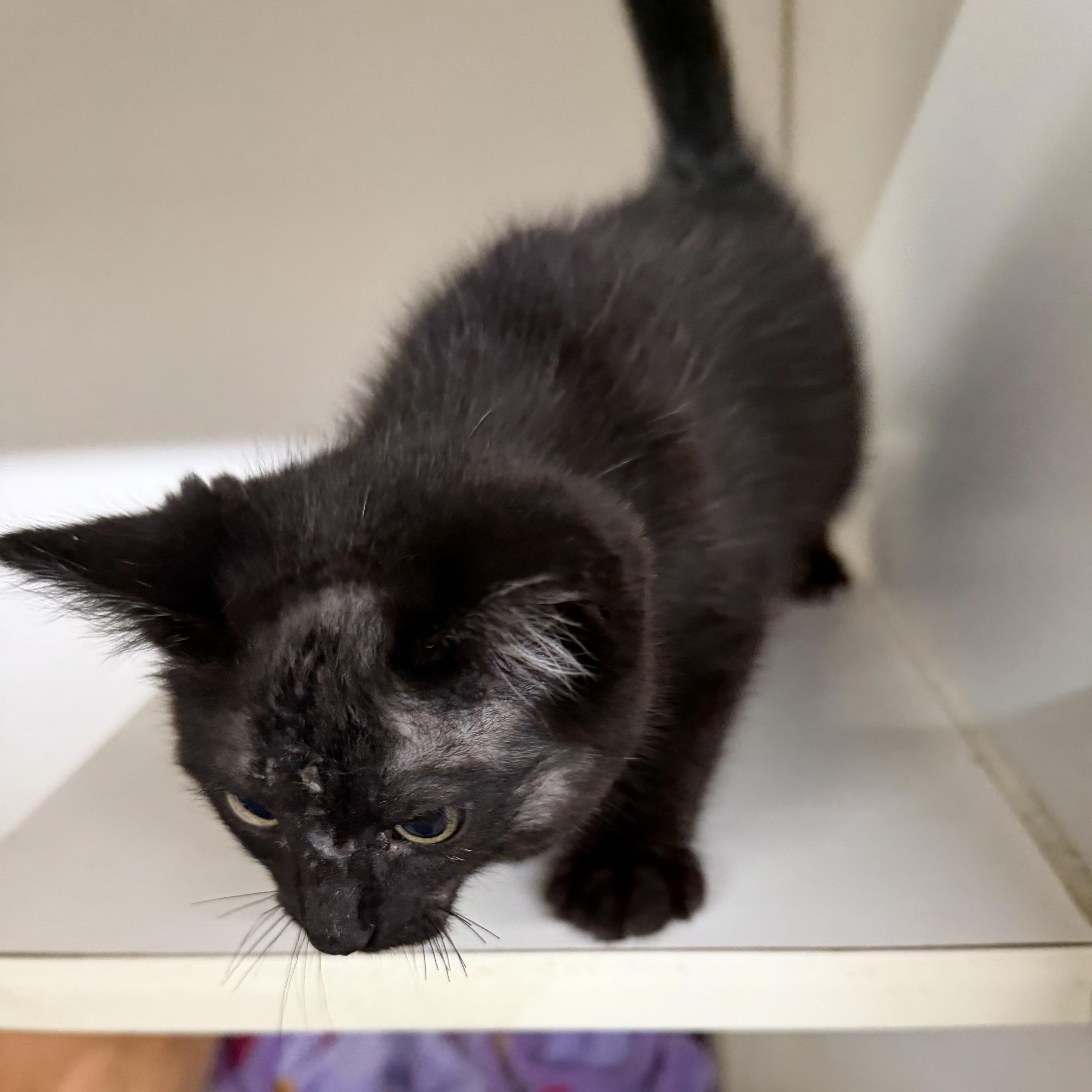 Enlarge Pirate, an adopted Domestic Short Hair in Trenton, MO image 1/2