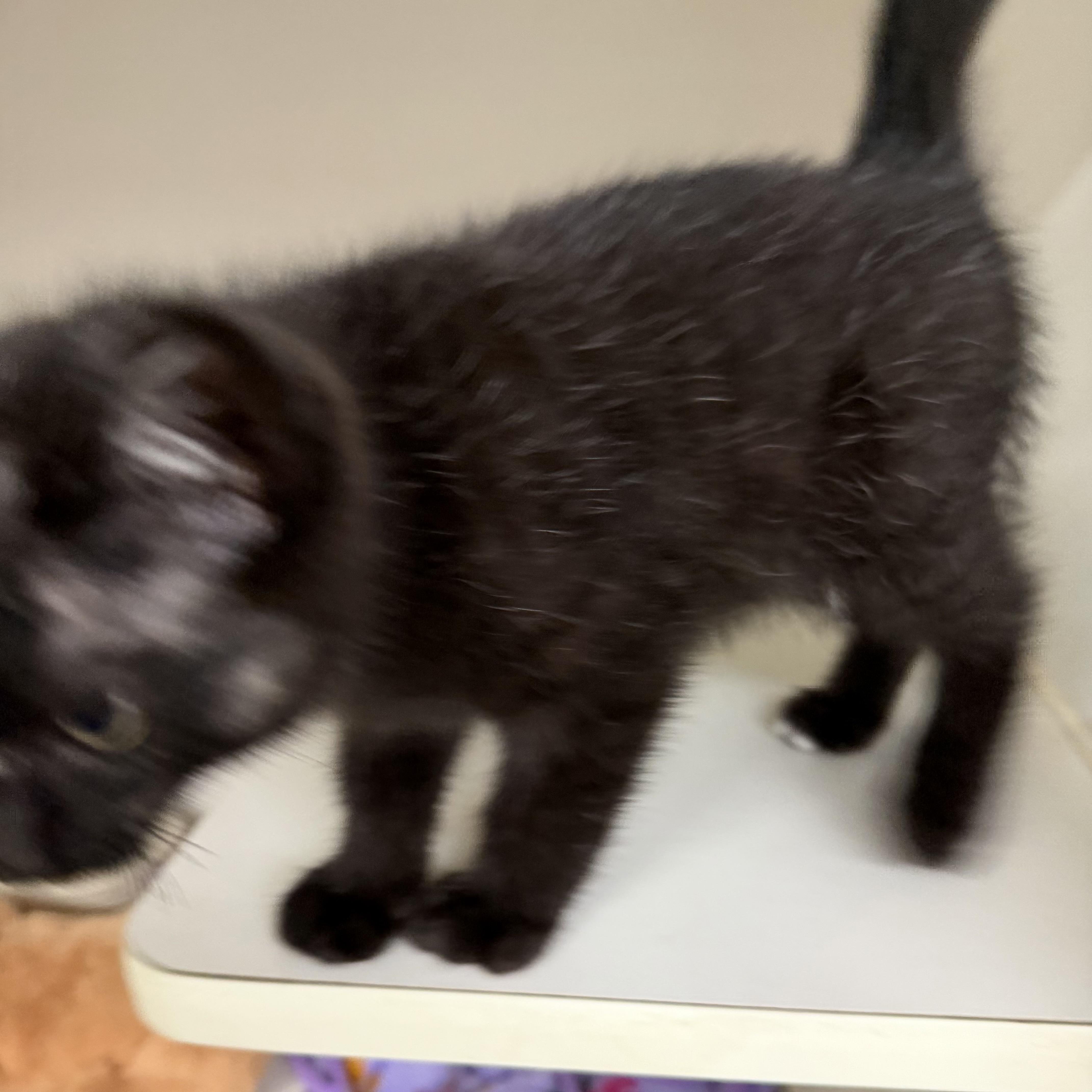 Enlarge Pirate, an adopted Domestic Short Hair in Trenton, MO image 2/2