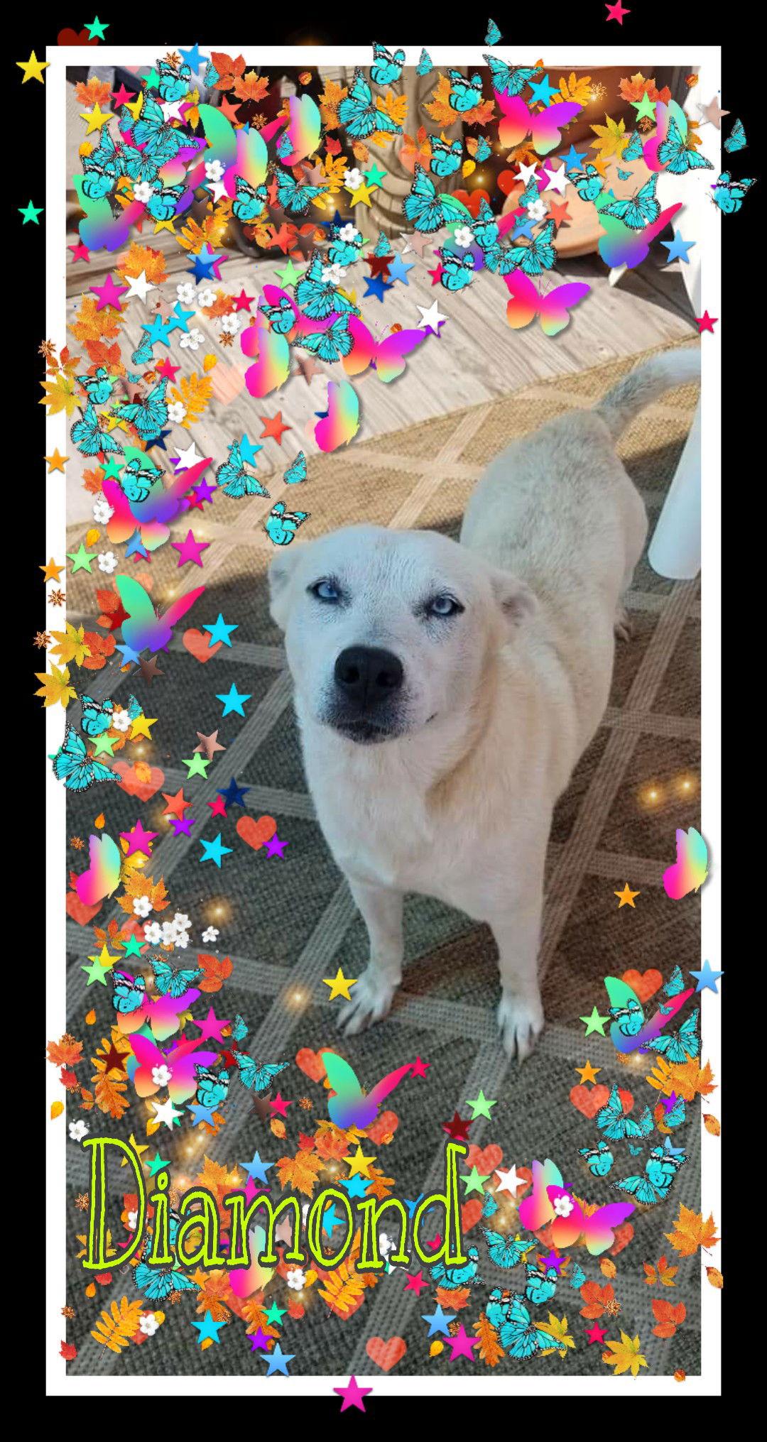 Diamond, Adoptable, Adult Female Shepherd & Husky.