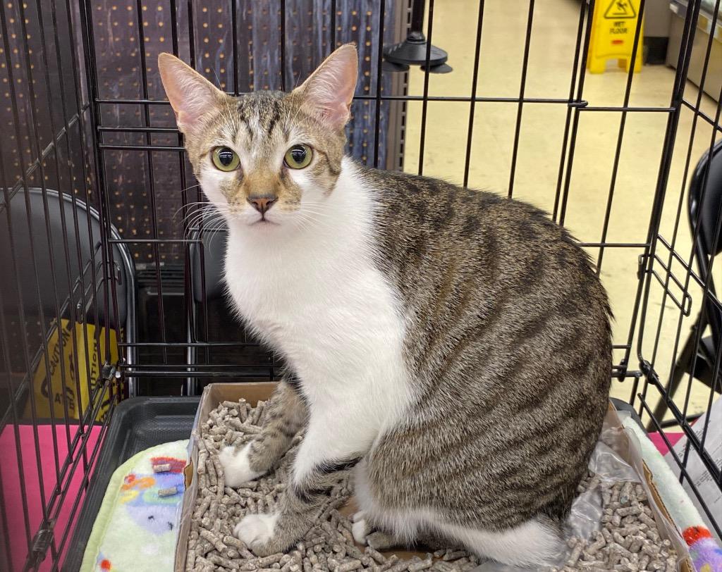Hemsworth Purr, Adoptable, Young Male Tabby.