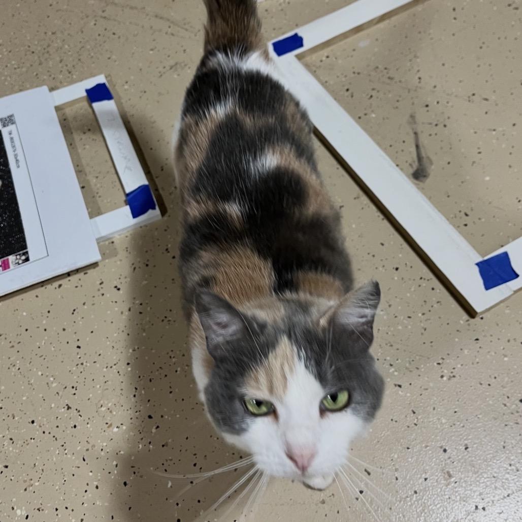 Marigold, Adoptable, Adult Female Domestic Short Hair.