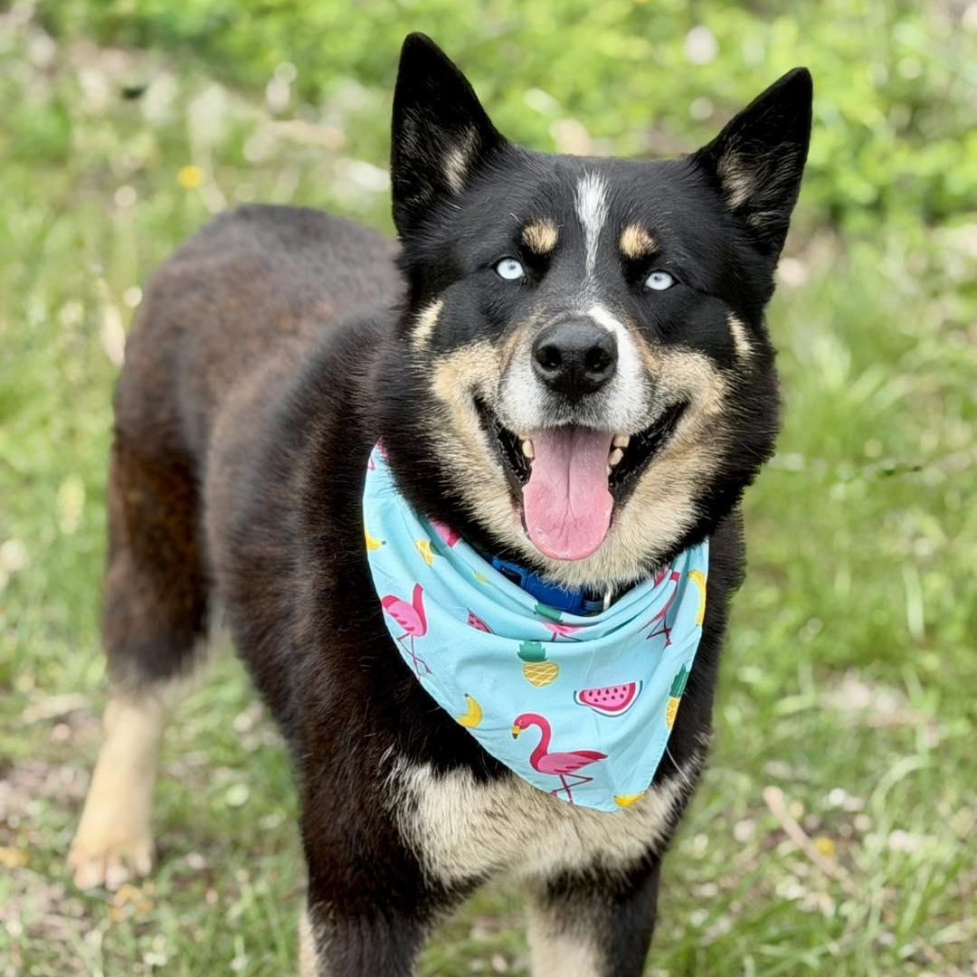 Russell, ADOPTABLE, Adult Male Husky.