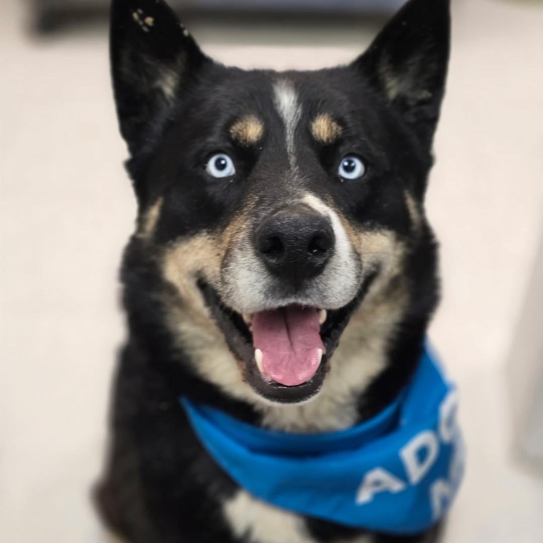Enlarge Russell, a ADOPTABLE Husky in Effingham, IL image 6/6