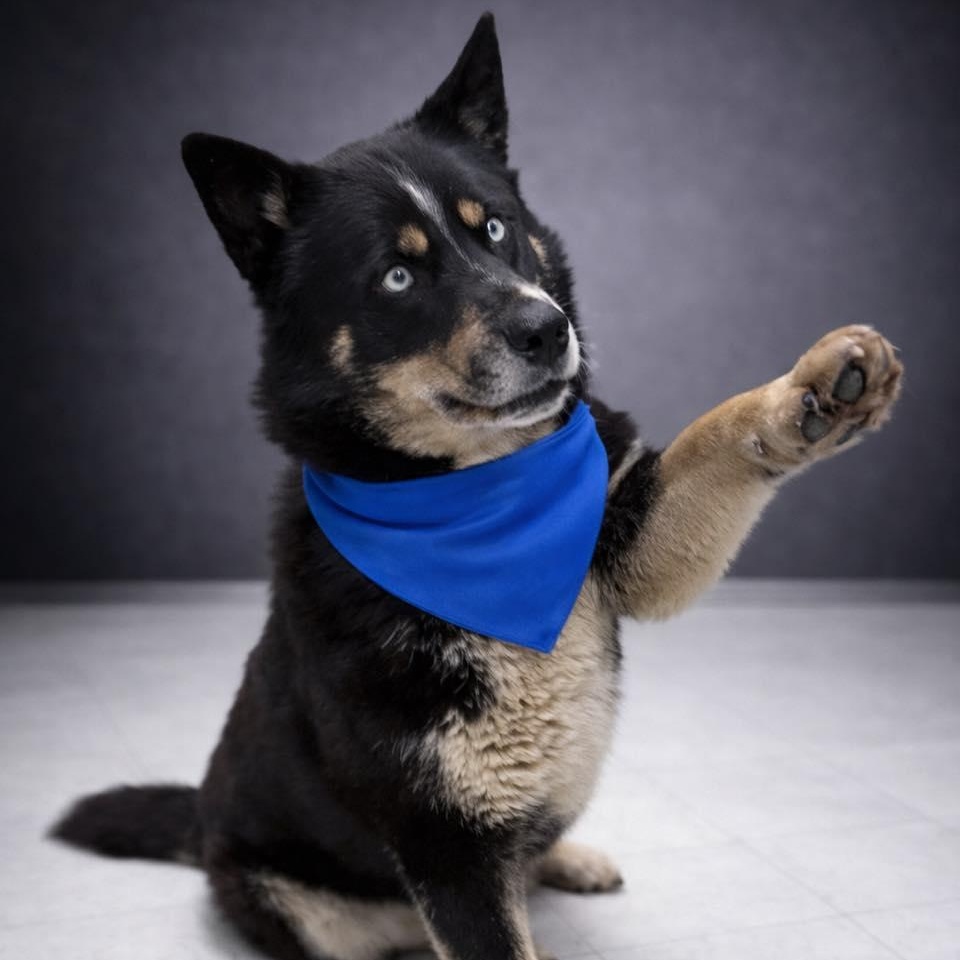 Enlarge Russell, a ADOPTABLE Husky in Effingham, IL image 4/6