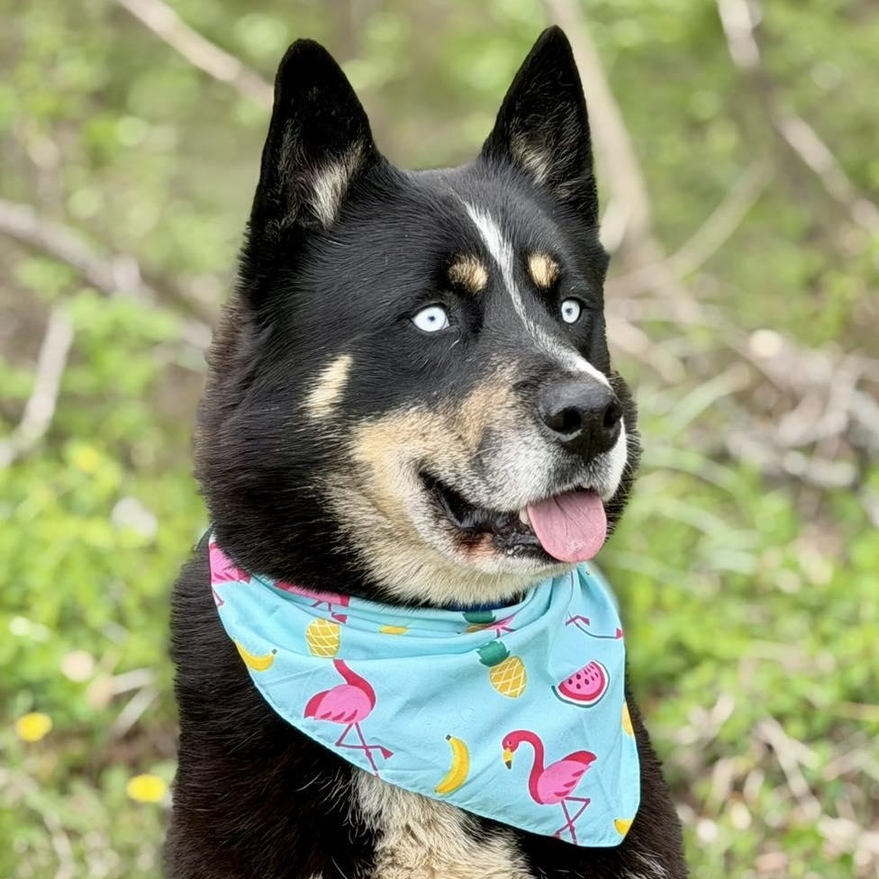 Enlarge Russell, a ADOPTABLE Husky in Effingham, IL image 2/6