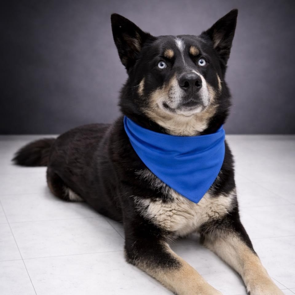 Enlarge Russell, a ADOPTABLE Husky in Effingham, IL image 5/6