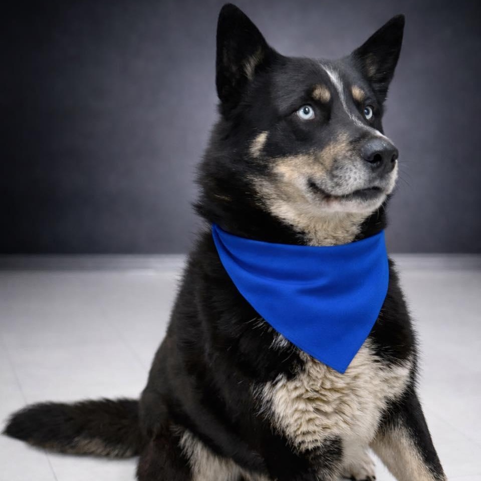 Enlarge Russell, a ADOPTABLE Husky in Effingham, IL image 3/6