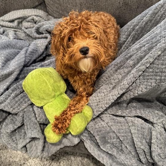 Enlarge Juno, an adopted mixed breed in Youngstown, OH image 3/3