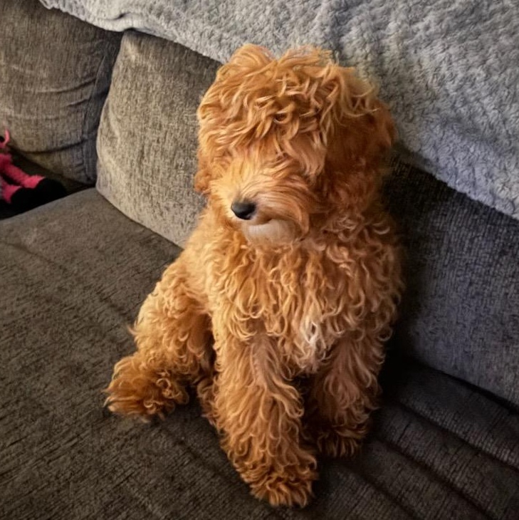 Juno, adopted, Young Female Goldendoodle.