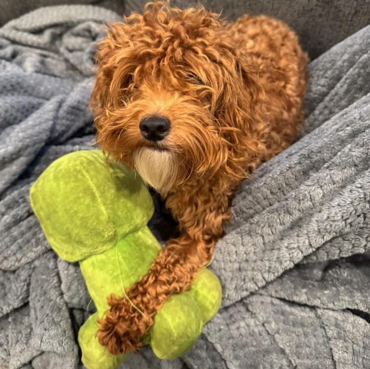 Enlarge Juno, an adopted mixed breed in Youngstown, OH image 2/3