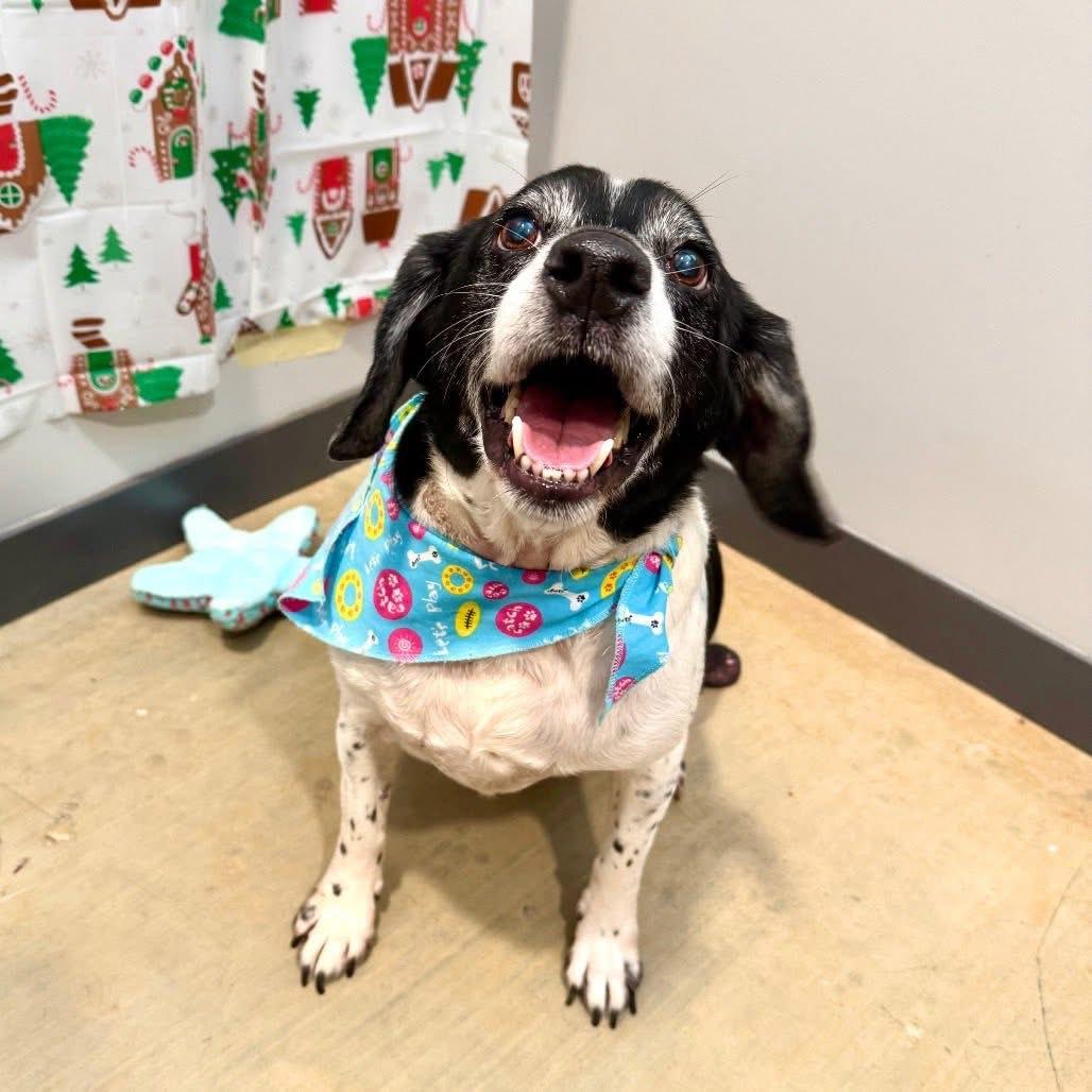 Stanley, ADOPTABLE, Adult Male Beagle & Fox Terrier.