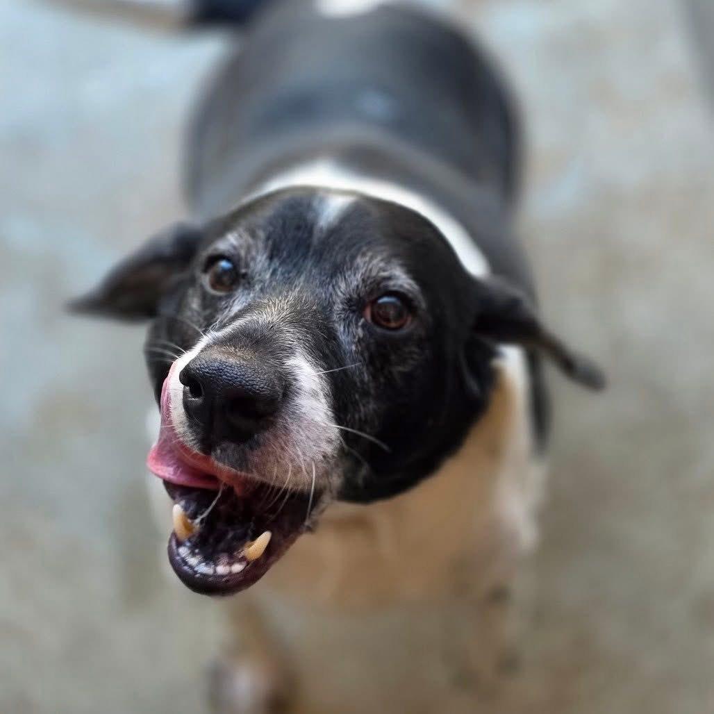 Enlarge Stanley, a ADOPTABLE mixed breed in Oswego, IL image 3/5