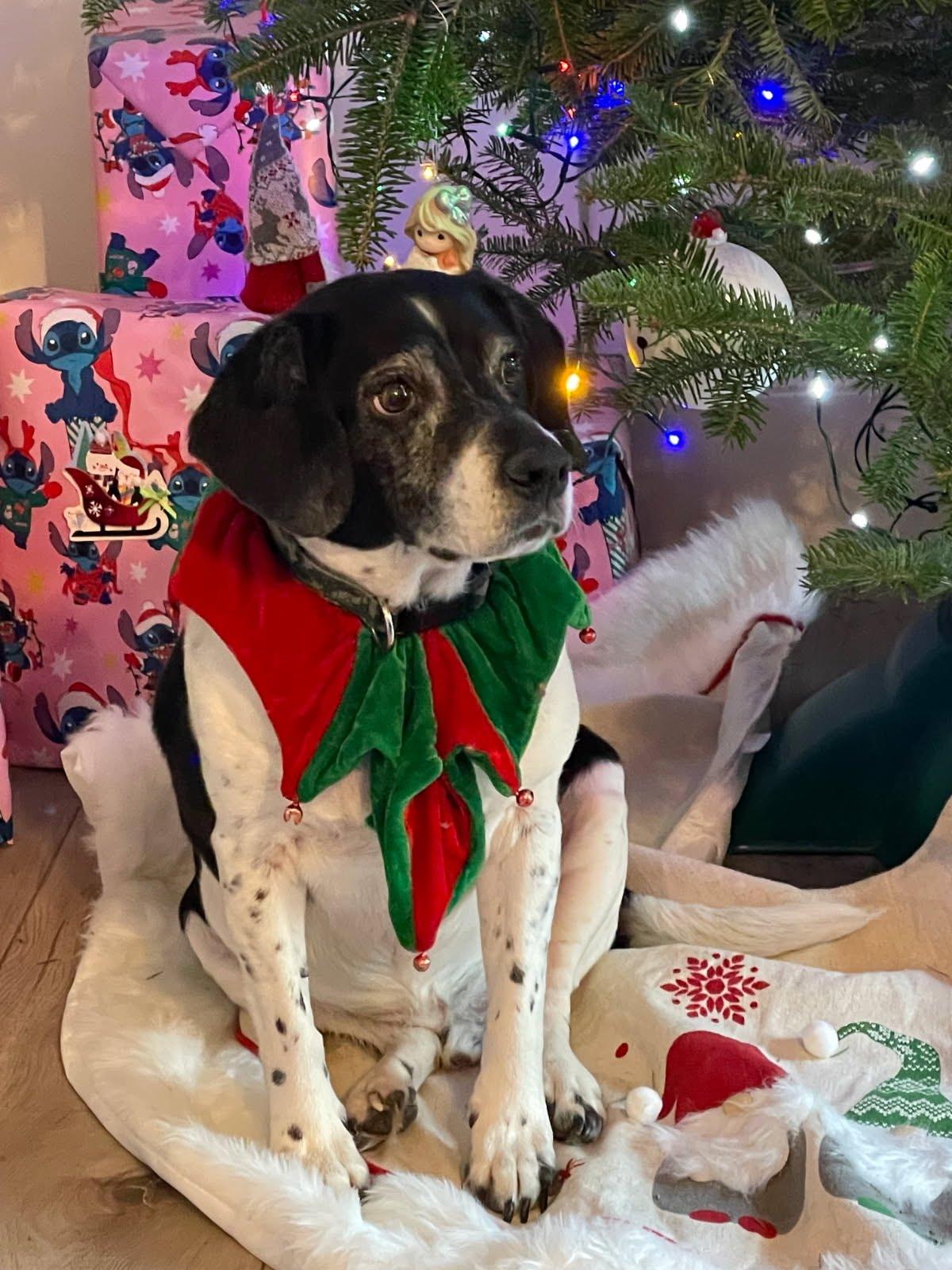 Enlarge Stanley, a ADOPTABLE mixed breed in Oswego, IL image 5/5