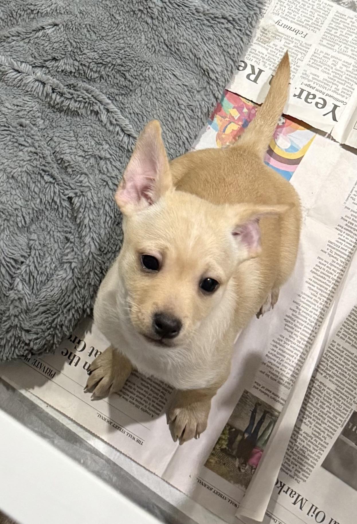 Enlarge Esme, a Adoptable mixed breed in Kentwood, MI image 3/3