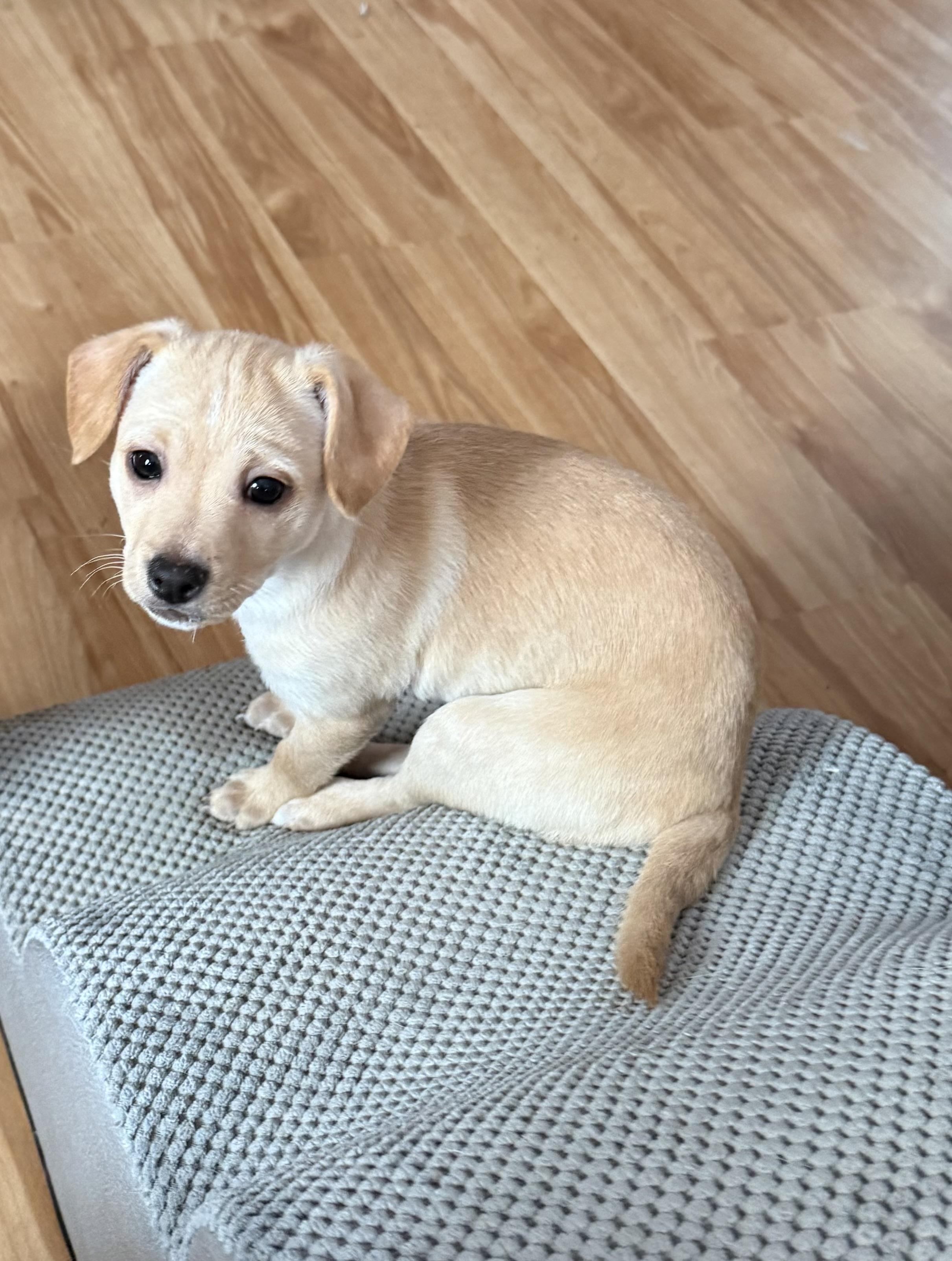 Esme, Adoptable, Puppy Female Yellow Labrador Retriever & Labrador Retriever.