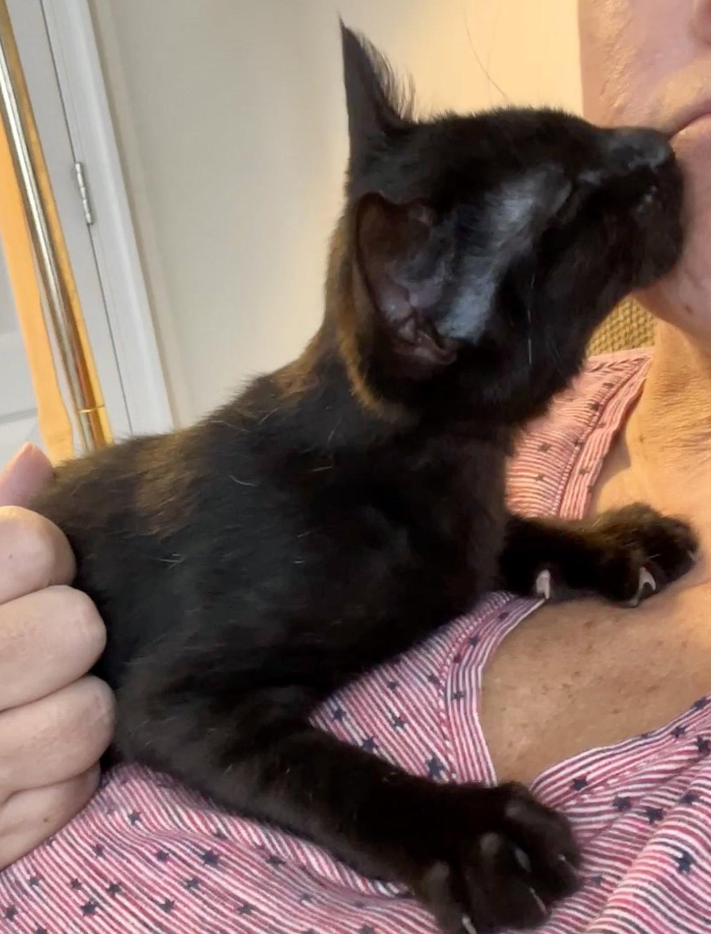 Hopper, a Adoptable Domestic Short Hair in Reston, VA image 2/3