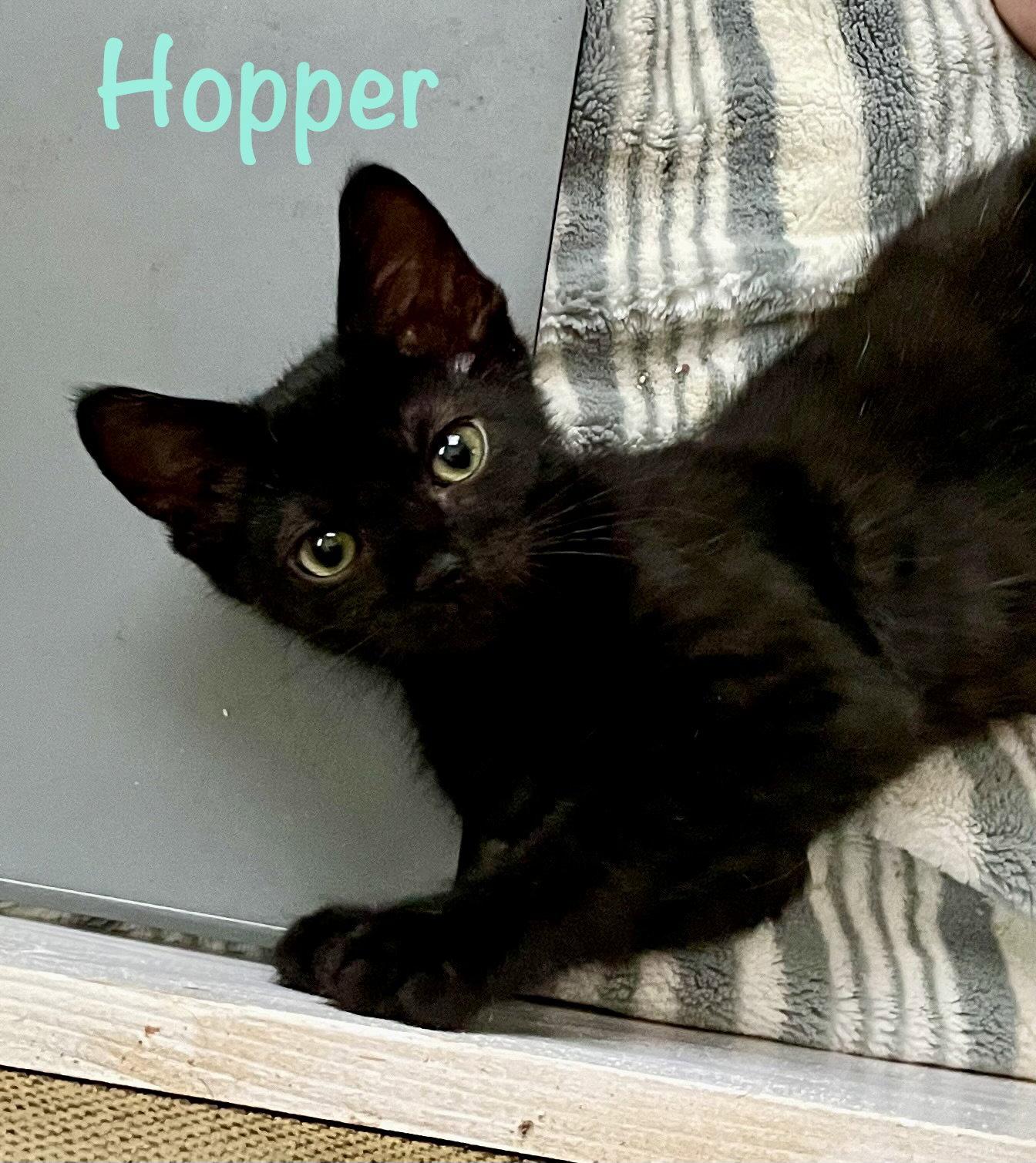 Hopper, a Adoptable Domestic Short Hair in Reston, VA image 3/3
