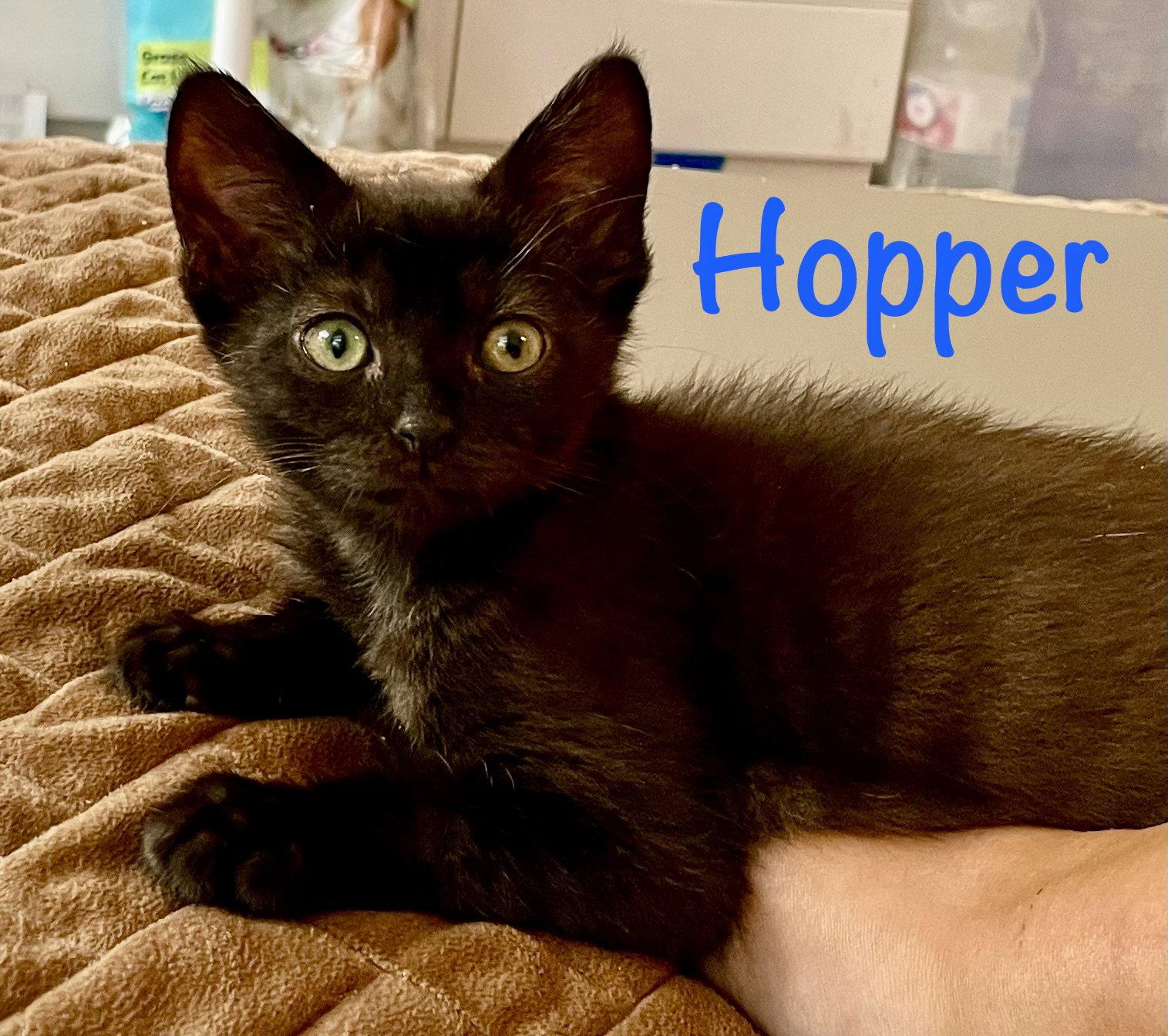 Hopper, Adoptable, Kitten Male Domestic Short Hair.