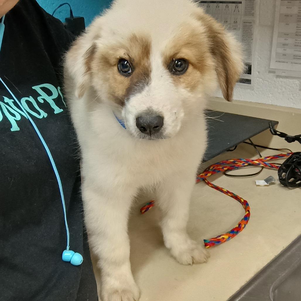 Jack Jack, Adoptable, Young Male Collie & Mixed Breed.