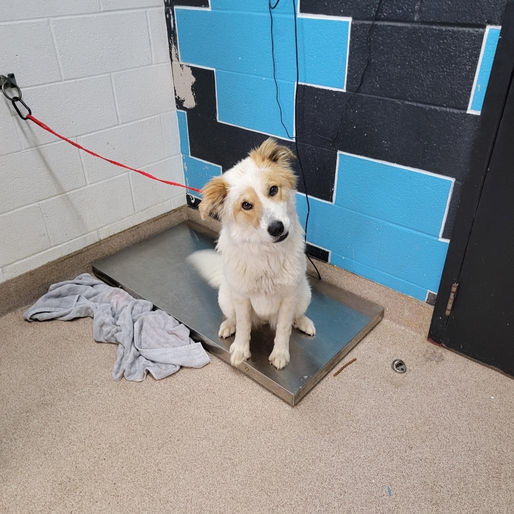 Jack Jack, a Adoptable mixed breed in Ardmore, OK image 2/3