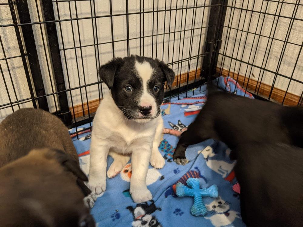 Enlarge Marshall, a Adopted mixed breed in Sealy, TX image 1/1