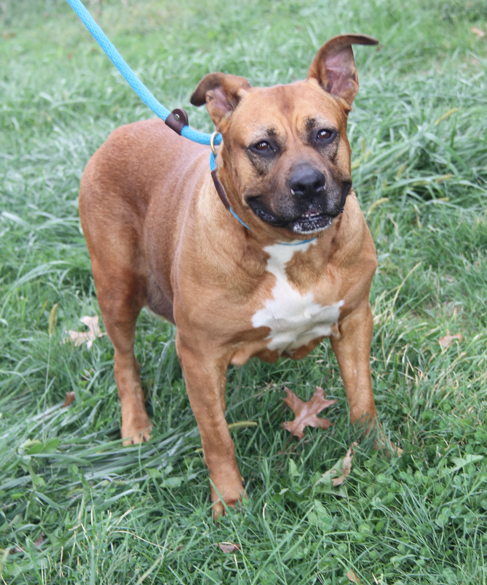 Chloe (Spayed) (Photos 9/21/2024)