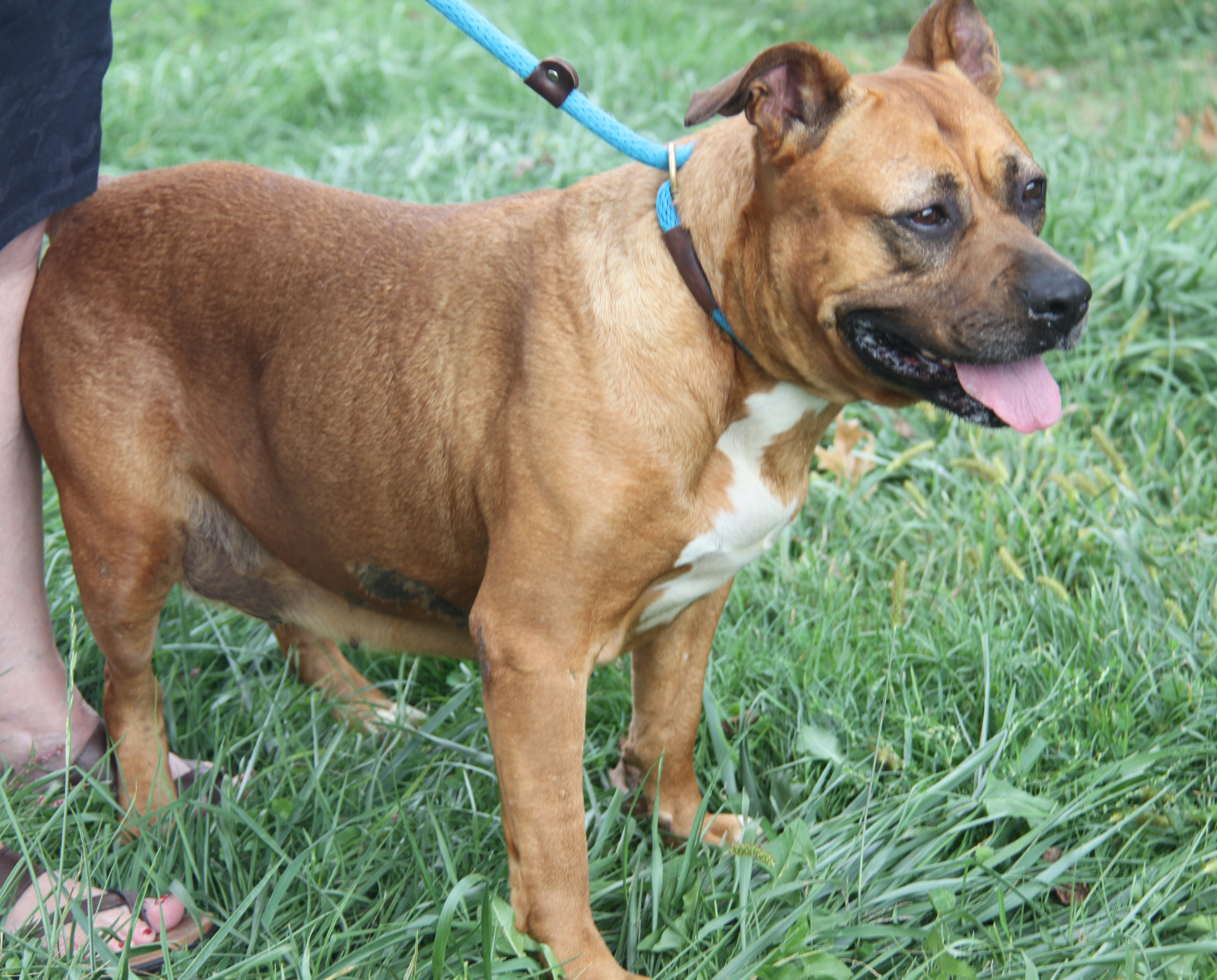 Chloe (Spayed) (Photos 9/21/2024) 5