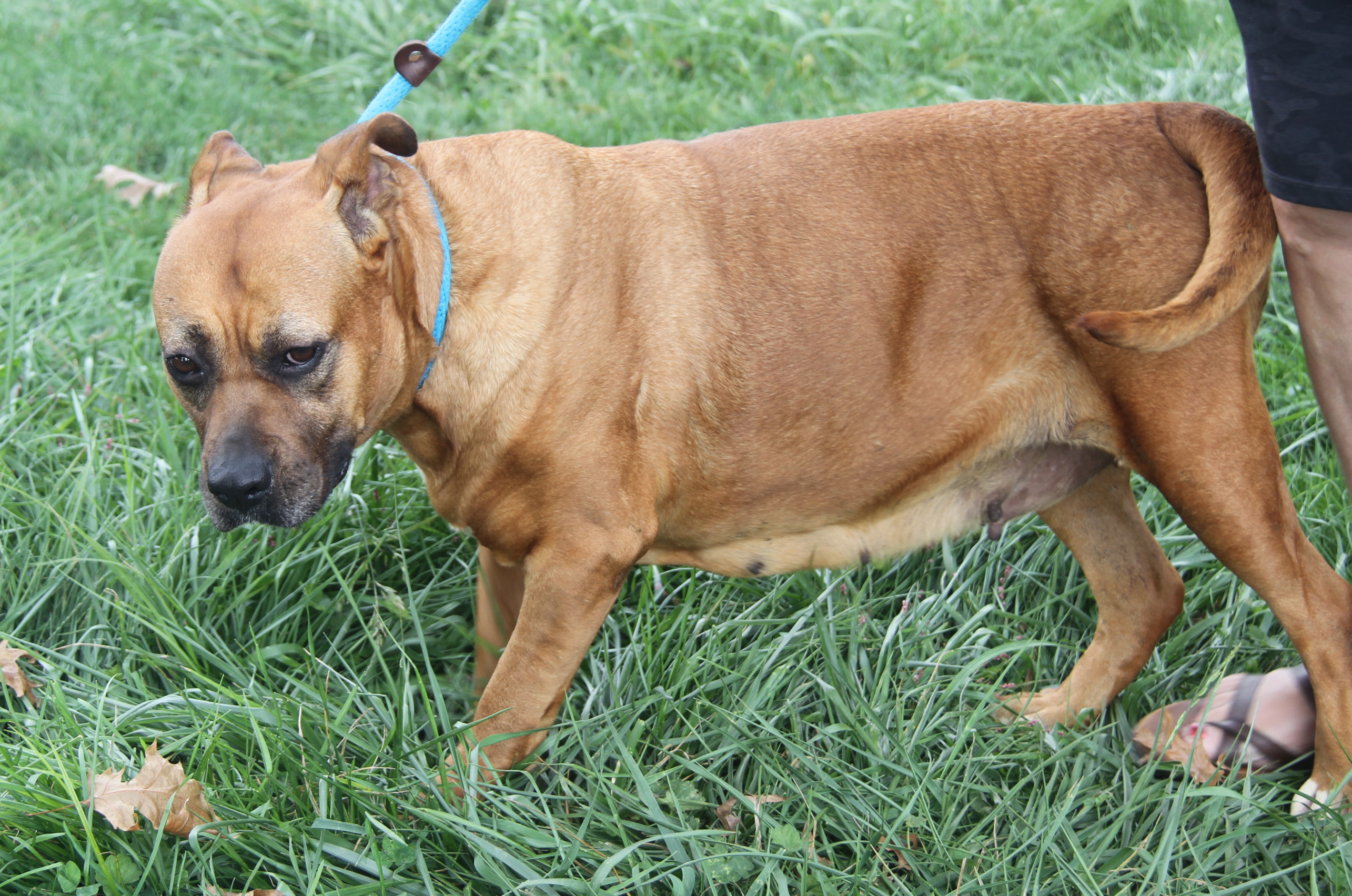 Chloe (Spayed) (Photos 9/21/2024) 3