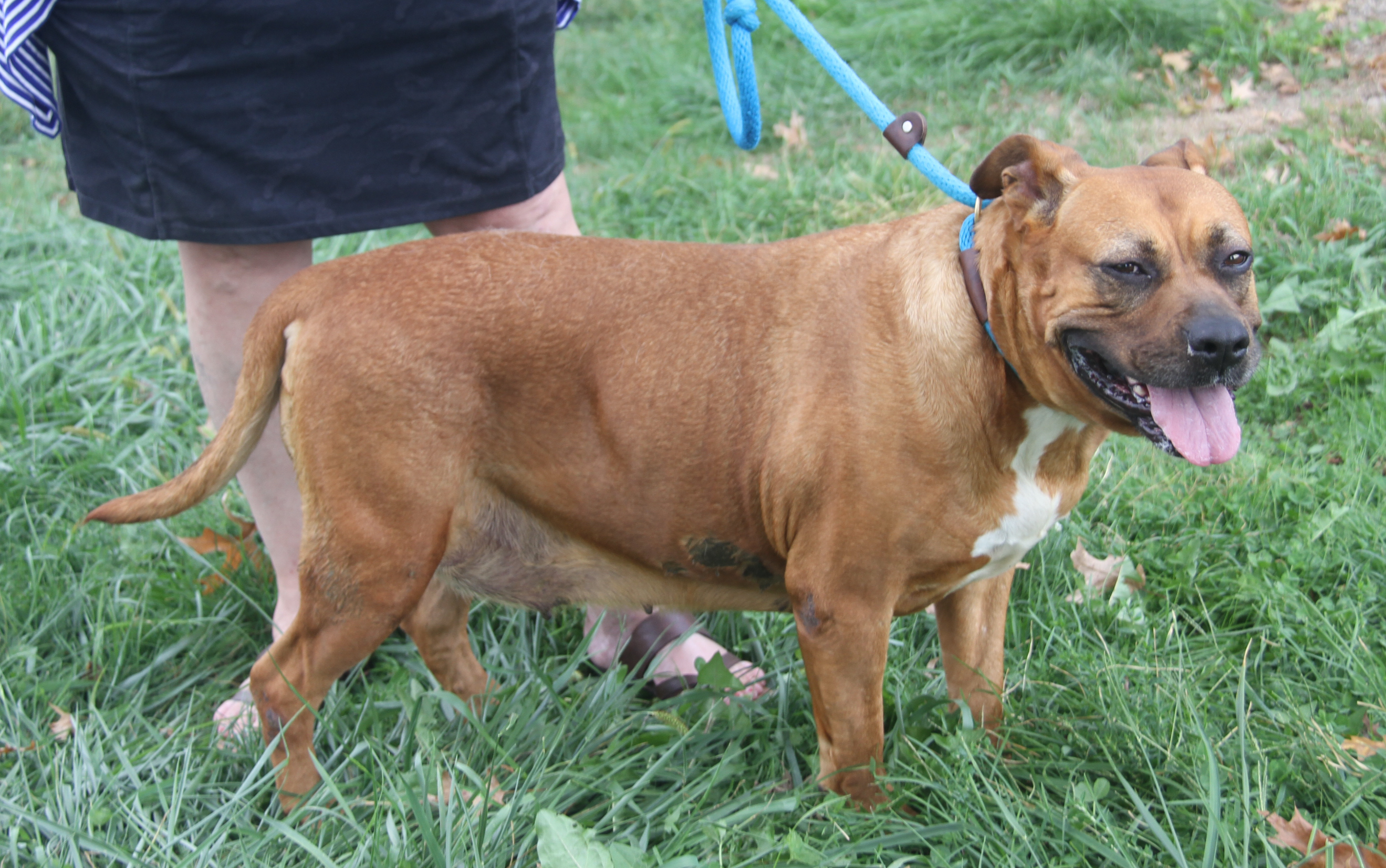Chloe (Spayed) (Photos 9/21/2024) 6