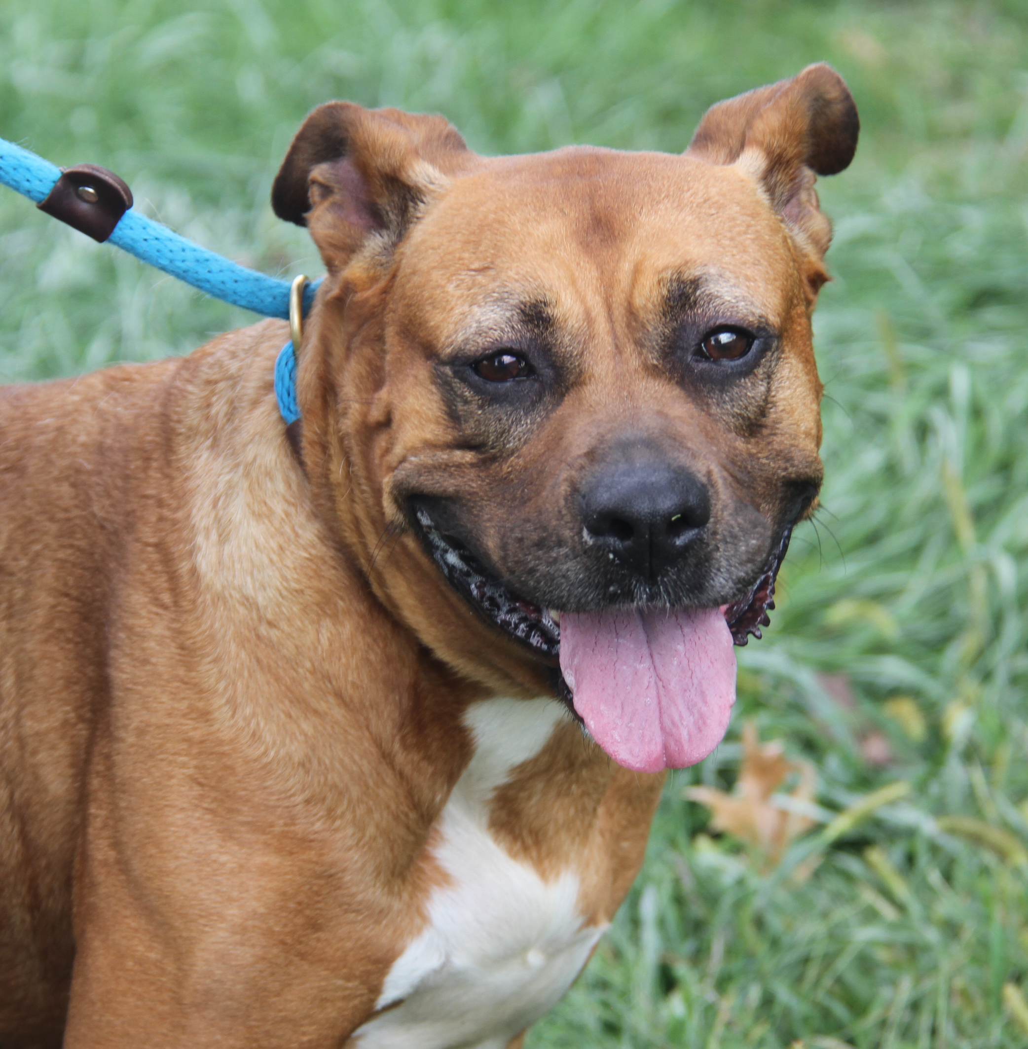 Chloe (Spayed) (Photos 9/21/2024) 4