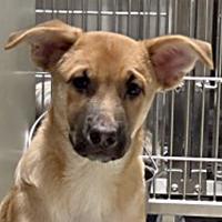 Enlarge Damon - URGENT, a Adoptable mixed breed in Thousand Oaks, CA image 1/2