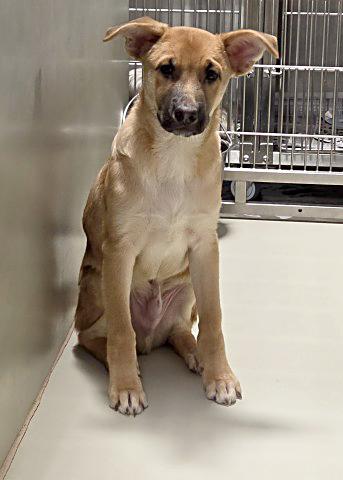 Enlarge Damon - URGENT, a Adoptable mixed breed in Thousand Oaks, CA image 2/2