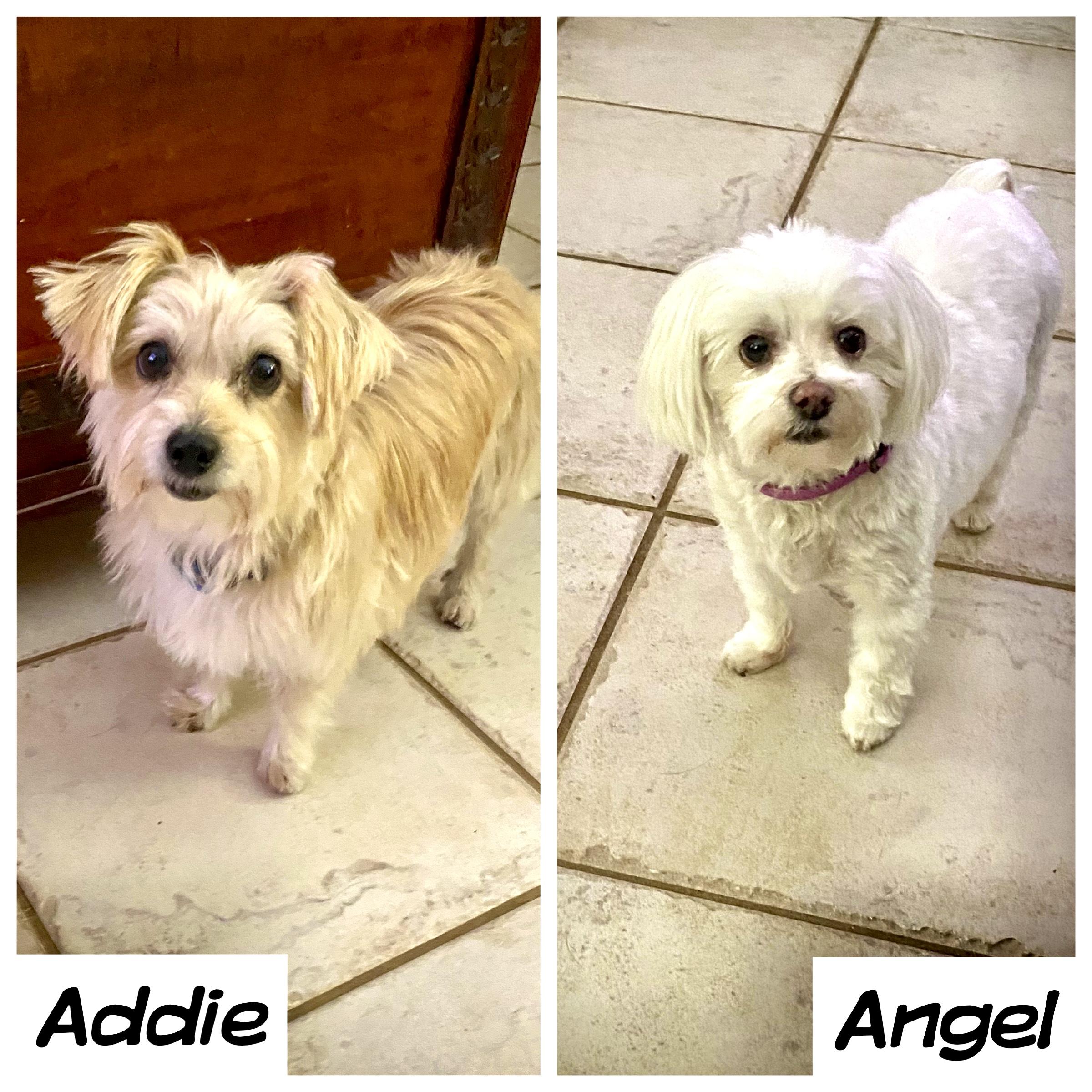 Enlarge Addie & Angel, a ADOPTABLE mixed breed in Edmond, OK image 1/3