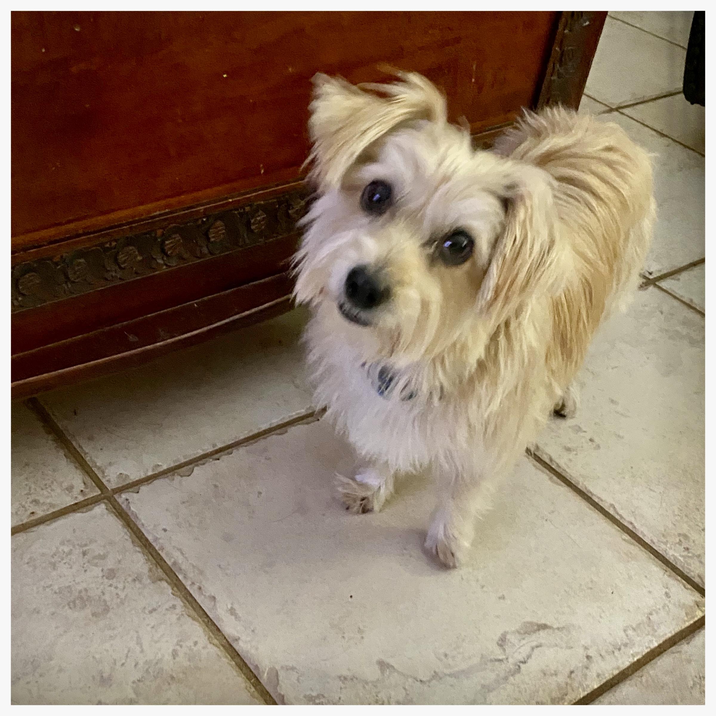 Enlarge Addie & Angel, a ADOPTABLE mixed breed in Edmond, OK image 2/3