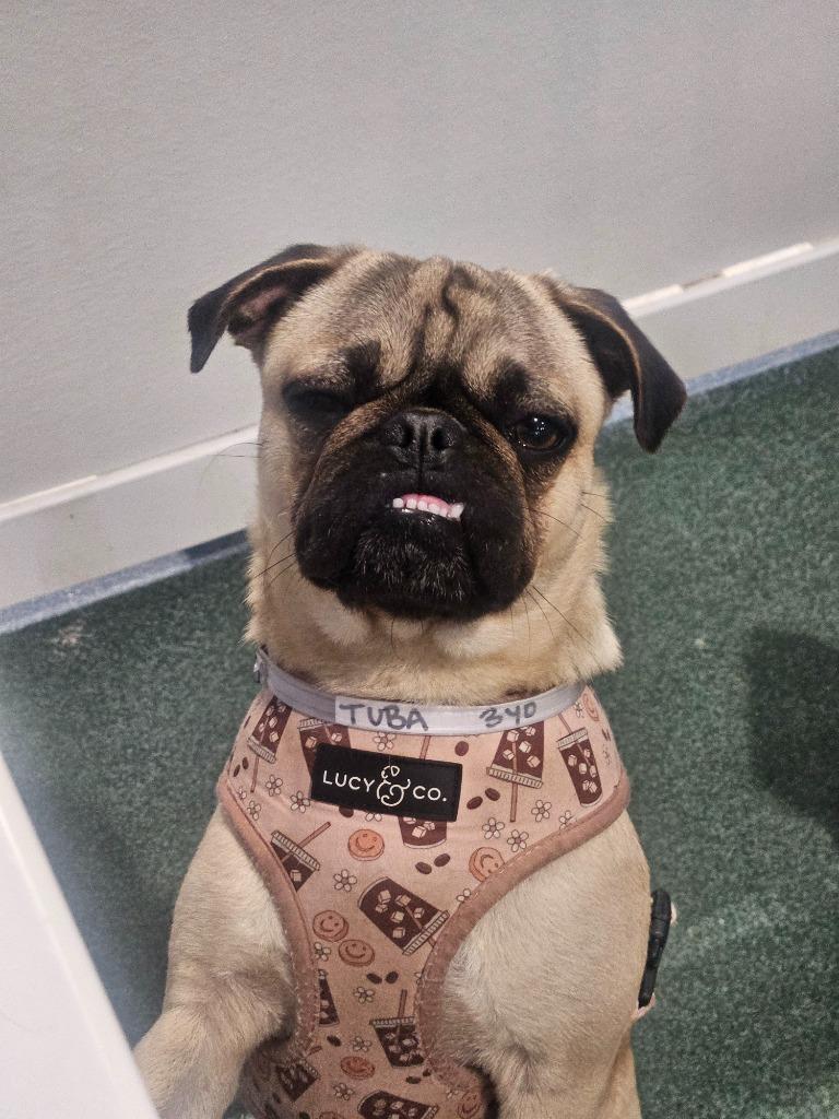 Enlarge Tuba, a Adoptable Pug in Gardena, CA image 1/6