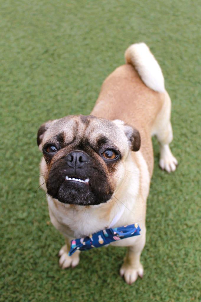 Enlarge Tuba, a Adoptable Pug in Gardena, CA image 3/6