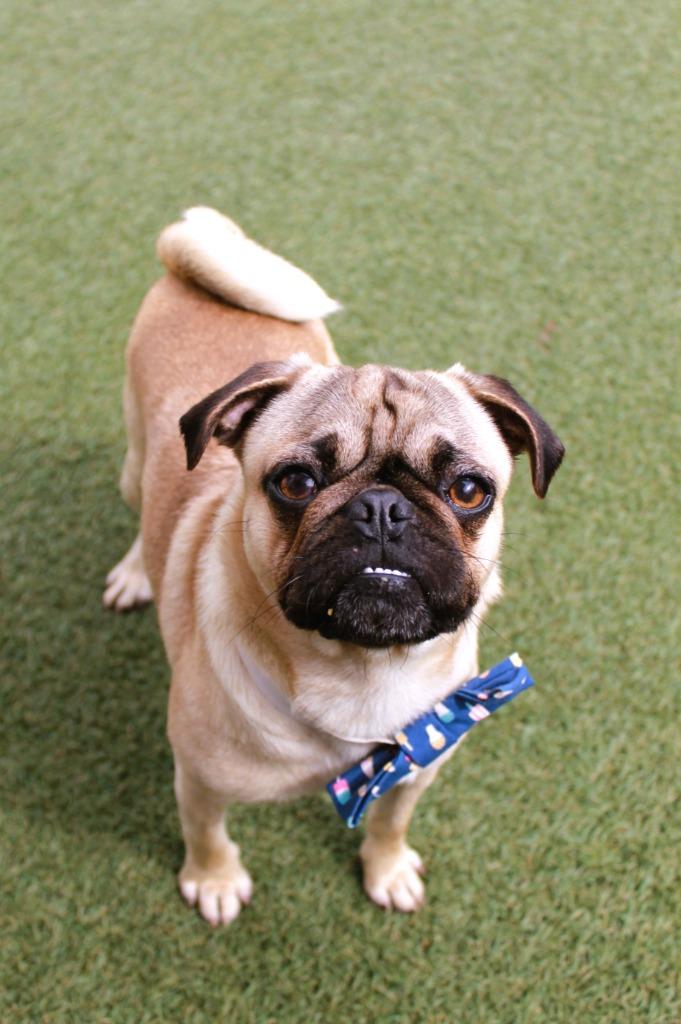 Enlarge Tuba, a Adoptable Pug in Gardena, CA image 4/6